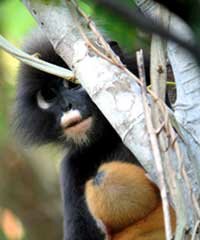 The dusky leaf monkey